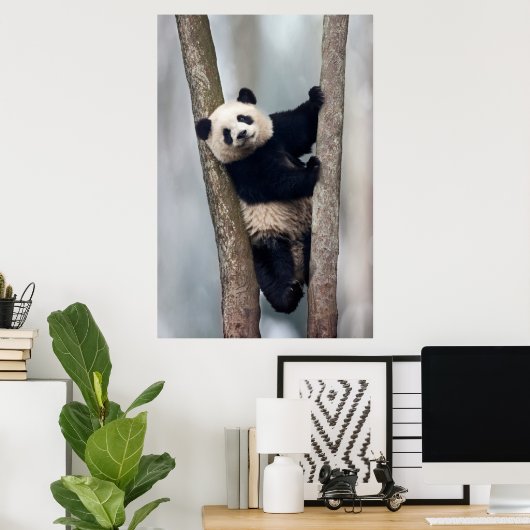 Junge Panda klettert auf einen Baum, China Poster (Heimbüro)