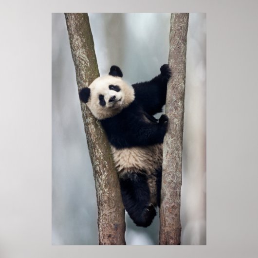 Junge Panda klettert auf einen Baum, China Poster (Vorne)