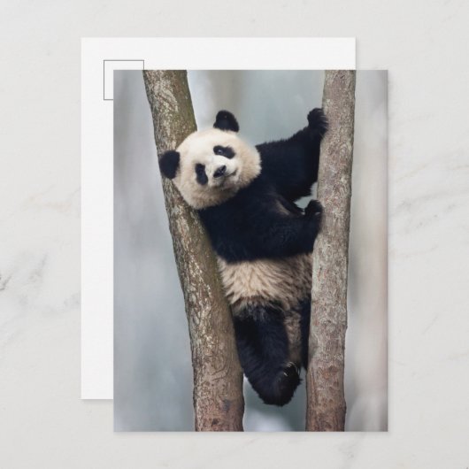 Junge Panda klettert auf einen Baum, China Postkarte (Vorne/Hinten)