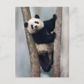 Junge Panda klettert auf einen Baum, China Postkarte (Vorderseite)
