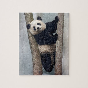 Junge Panda klettert auf einen Baum, China Puzzle
