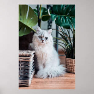 Junge Perserkatze mit Pflanze Poster