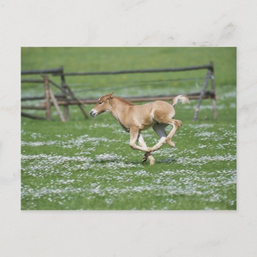Junge Pferde laufen Postkarte (Vorderseite)