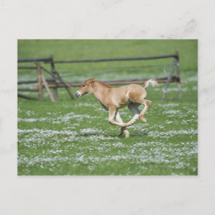 Junge Pferde laufen Postkarte