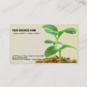 Junge Pflanze Visitenkarte (Rückseite)