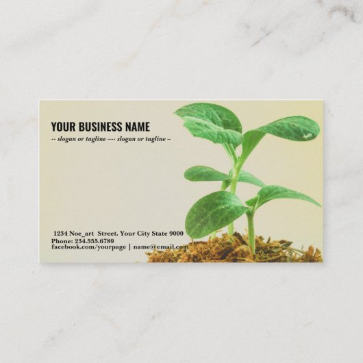 Junge Pflanze Visitenkarte (Rückseite)