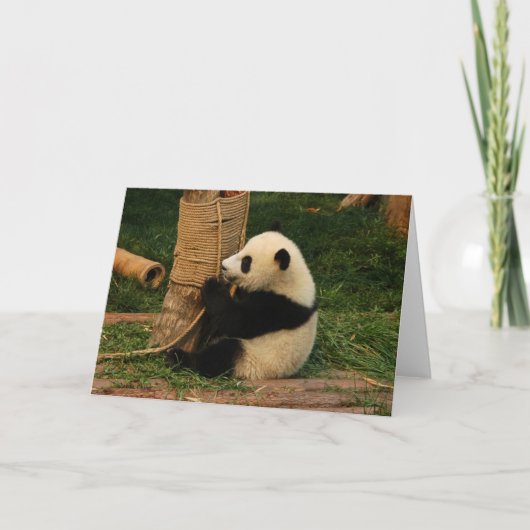 Junge Riesenpanda. Chengdu, China. Karte (Vorderseite)