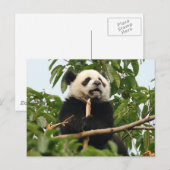 Junge Riesenpanda - Postkarte (Vorne/Hinten)
