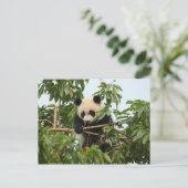 Junge Riesenpanda - Postkarte (Stehend Vorderseite)