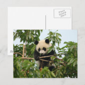 Junge Riesenpanda - Postkarte (Vorne/Hinten)