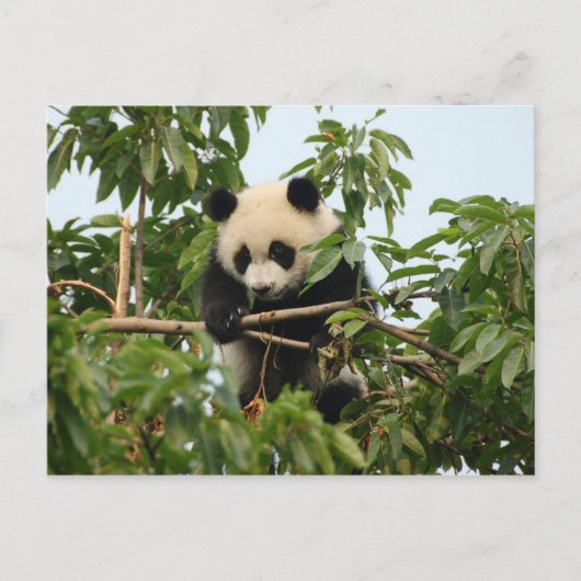 Junge Riesenpanda - Postkarte (Vorderseite)