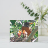 Junge Robinen hungrig, offene Schnäbel, auf der Su Postkarte (Stehend Vorderseite)