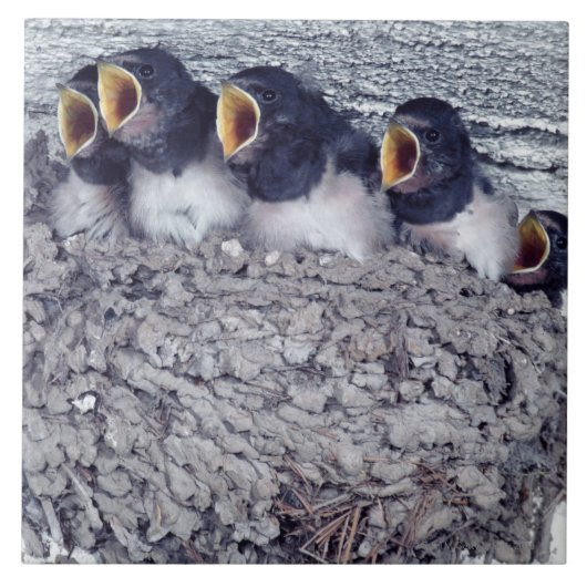 junge Scheunenschwalben Fliese (Vorderseite)