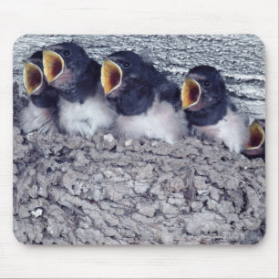 junge Scheunenschwalben Mousepad