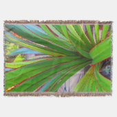 Junge Schraubenkiefer Decke (Vorderseite)