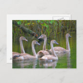 Junge Schwäne im Fluss Postkarte (Vorne/Hinten)