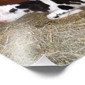 Junge schwarze und weiße Kuh, die sich hinunter le Fotodruck (Ecke)