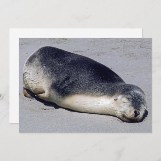 Junge Siegel schlafen am Strand - Australien Einladung (Vorne/Hinten)