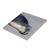 Junge Siegel schlafen am Strand - Australien Fliese (Seite)