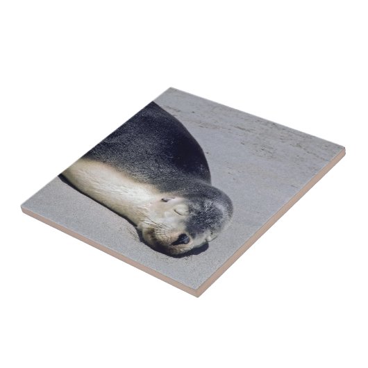 Junge Siegel schlafen am Strand - Australien Fliese (Seite)