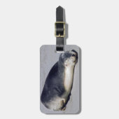 Junge Siegel schlafen am Strand - Australien Gepäckanhänger (Vorderseite vertikal)