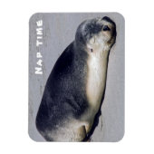 Junge Siegel schlafen am Strand - Australien Magnet (Vertikal)