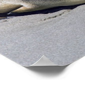Junge Siegel schlafen am Strand - Australien Poster (Ecke)