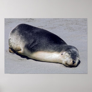 Junge Siegel schlafen am Strand - Australien Poster