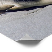 Junge Siegel schlafen am Strand - Australien Poster (Ecke)