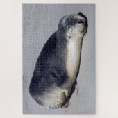 Junge Siegel schlafen am Strand - Australien Puzzle (Vertikal)