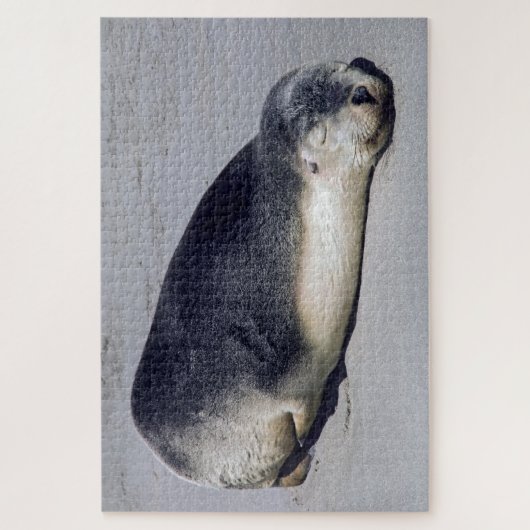 Junge Siegel schlafen am Strand - Australien Puzzle (Vertikal)