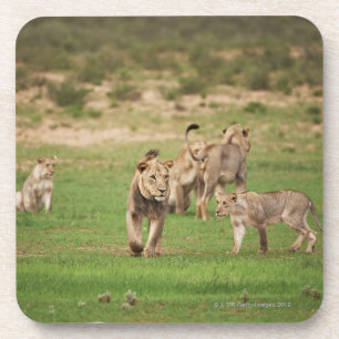 junge spielende Löwen, Panthera Löwe, Kgalagadi Getränkeuntersetzer