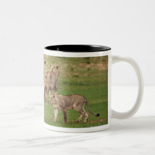 junge spielende Löwen, Panthera Löwe, Kgalagadi Zweifarbige Tasse