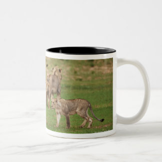 junge spielende Löwen, Panthera Löwe, Kgalagadi Zweifarbige Tasse