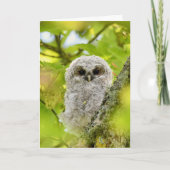 Junge Uhu Karte (Vorderseite)