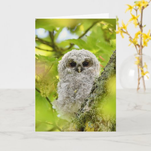 Junge Uhu Karte (Gelbe Blume)