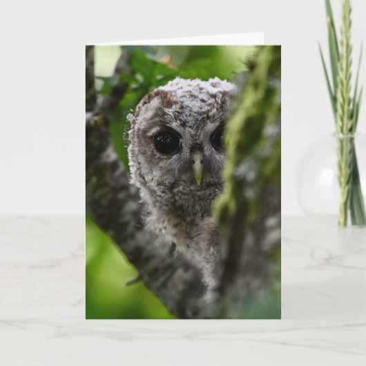 Junge Uhu Karte (Vorderseite)