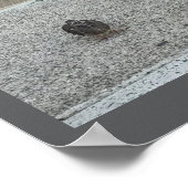 Junge Vögel auf Treppen Poster (Ecke)