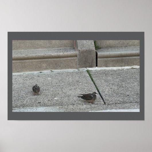 Junge Vögel auf Treppen Poster (Vorne)