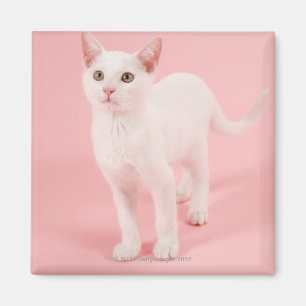 Junge weiße Katze 2 Magnet