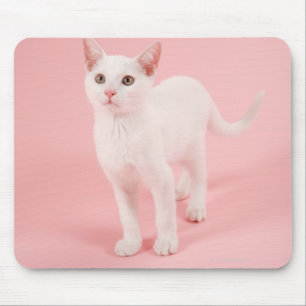 Junge weiße Katze 2 Mousepad