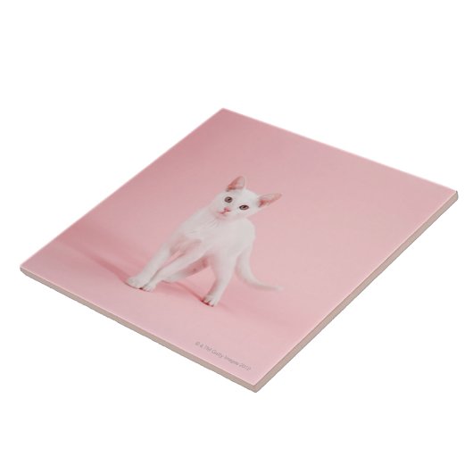 Junge weiße Katze Fliese (Seite)