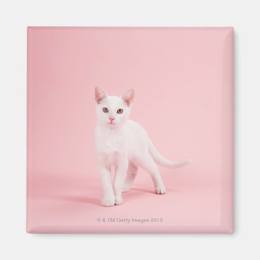 Junge weiße Katze Magnet (Vorne)