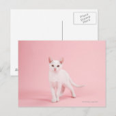 Junge weiße Katze Postkarte (Vorne/Hinten)