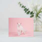 Junge weiße Katze Postkarte (Stehend Vorderseite)