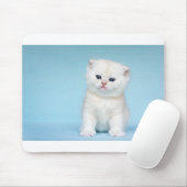 Junge weiße Katze sitzt auf blauem Hintergrund Mousepad (Mit Mouse)