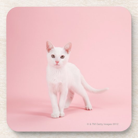 Junge weiße Katze Untersetzer (Vorderseite)