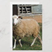 Junge weiße Schafe auf dem Bauernhof Briefpapier (Vorne/Hinten)
