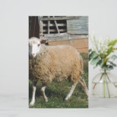 Junge weiße Schafe auf dem Bauernhof Briefpapier (Stehend Vorderseite)
