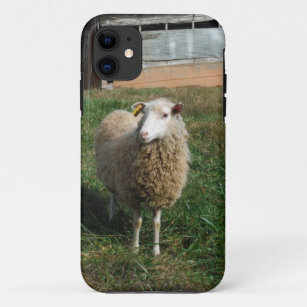 Junge weiße Schafe auf dem Bauernhof iPhone 11 Hülle